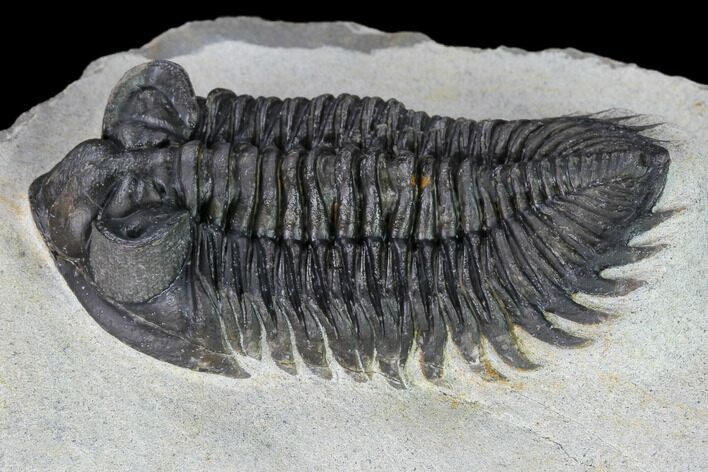 Coltraneia Trilobite Fossil - Huge Faceted Eyes #165842